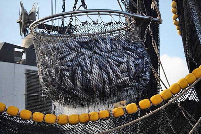 French purse seiner vessel Trevignon hauls a catch of skipjack and yellowfin tuna associated with a fish aggregating device (FAD) in the Mozambique Channel.<br /> Greenpeace is on patrol documenting fishing activities in the Indian Ocean.